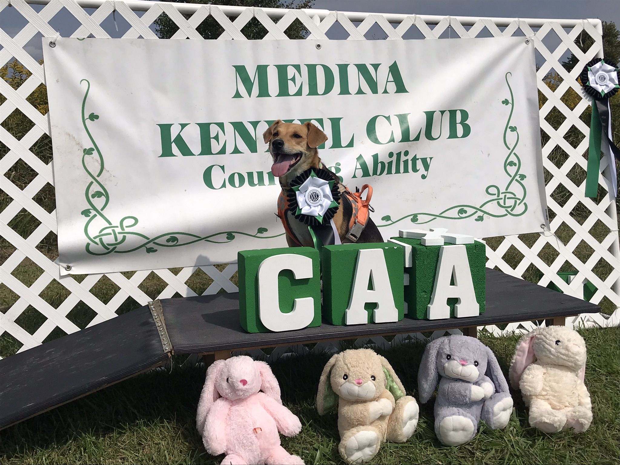 Ziti the Noodle Dog Prefers Going to a Park Hardlines Design Company